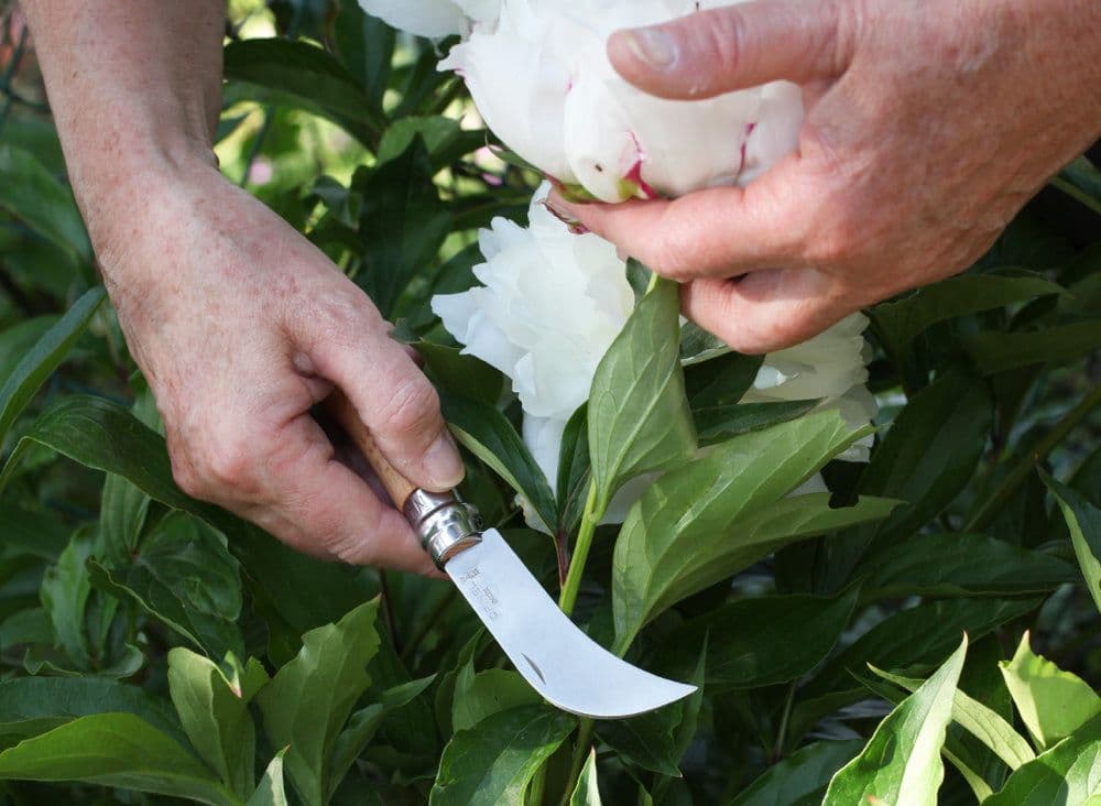 Opinel N°08 Pruning Knife - Image 4